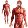 Smiffys Anatomy Skin Costume -Cosplay Equipment Store anatomy man 2